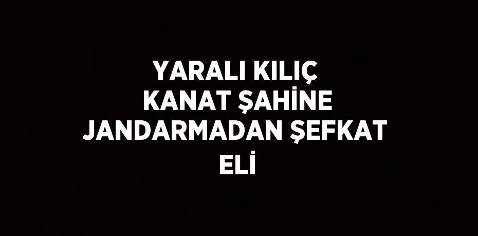 YARALI KILIÇ KANAT ŞAHİNE JANDARMADAN ŞEFKAT ELİ