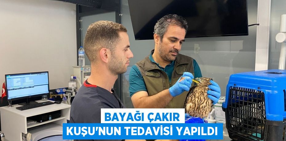 Bayağı Çakır Kuşu'nun tedavisi yapıldı