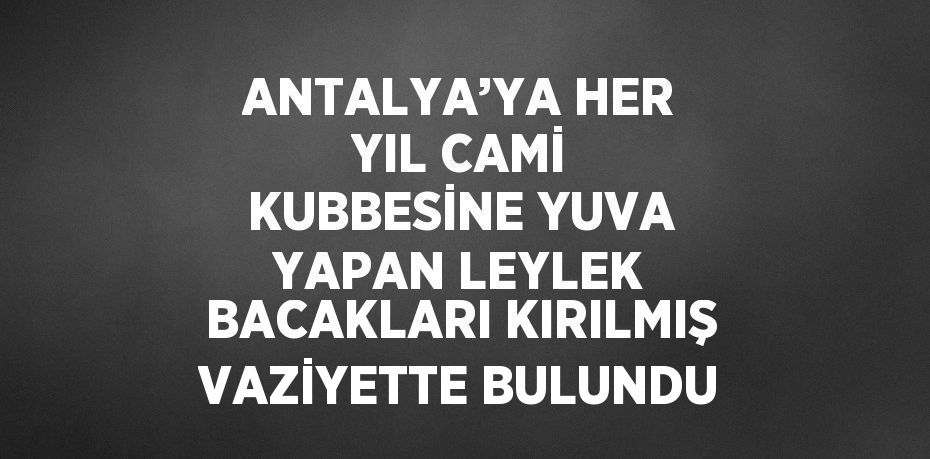 ANTALYA’YA HER YIL CAMİ KUBBESİNE YUVA YAPAN LEYLEK BACAKLARI KIRILMIŞ VAZİYETTE BULUNDU