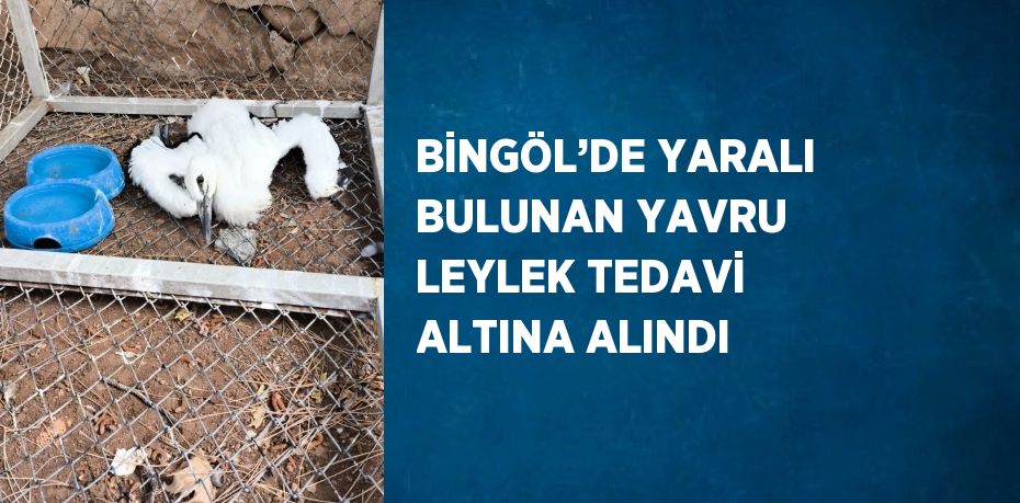 BİNGÖL’DE YARALI BULUNAN YAVRU LEYLEK TEDAVİ ALTINA ALINDI