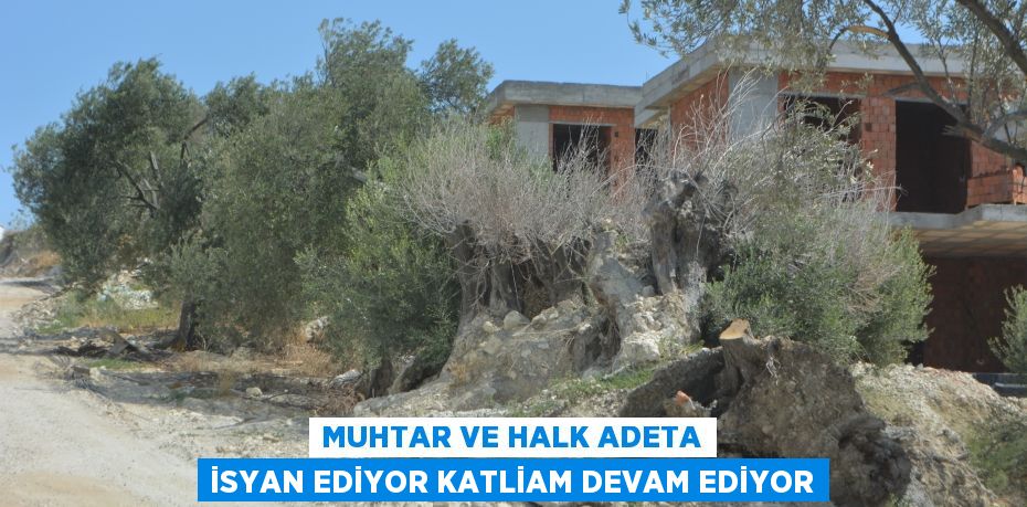 Muhtar ve halk adeta isyan ediyor katliam devam ediyor