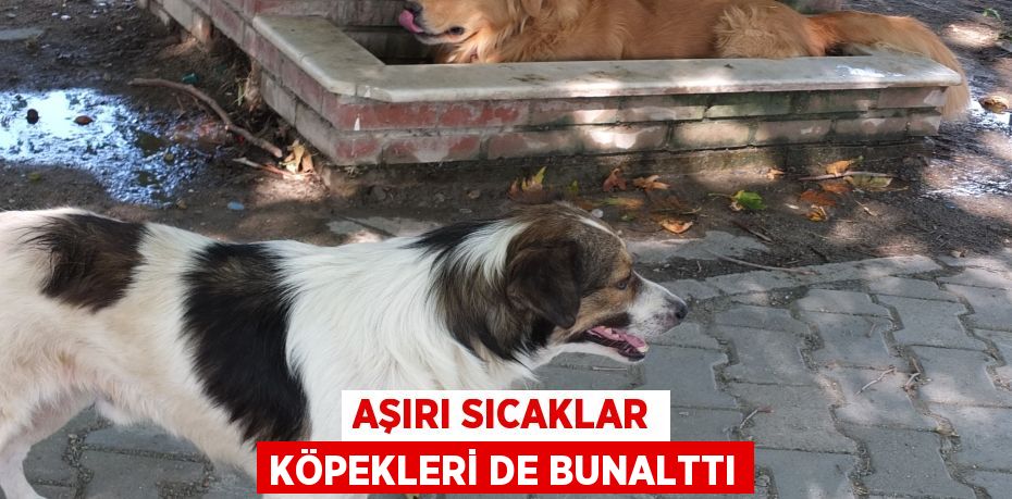 Aşırı sıcaklar köpekleri de bunalttı