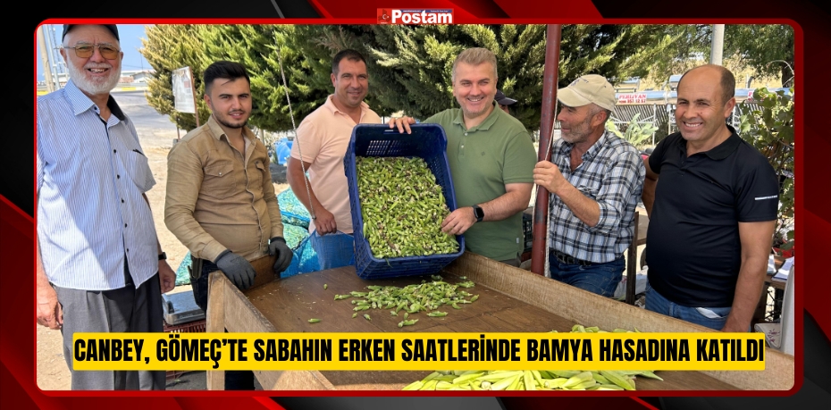 CANBEY, GÖMEÇ’TE SABAHIN ERKEN SAATLERİNDE BAMYA HASADINA KATILDI