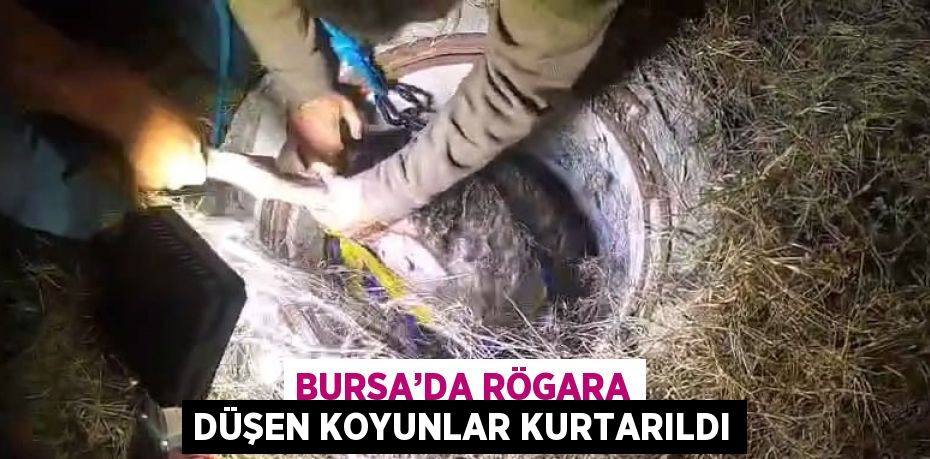 BURSA’DA RÖGARA DÜŞEN KOYUNLAR KURTARILDI