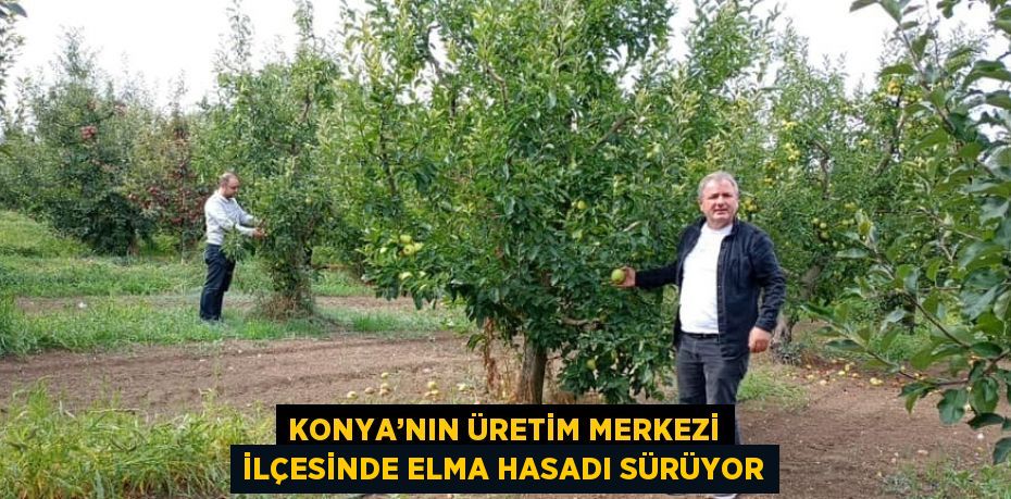 KONYA’NIN ÜRETİM MERKEZİ İLÇESİNDE ELMA HASADI SÜRÜYOR