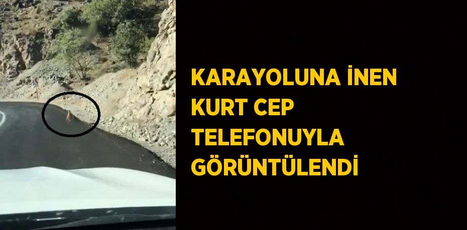 KARAYOLUNA İNEN KURT CEP TELEFONUYLA GÖRÜNTÜLENDİ