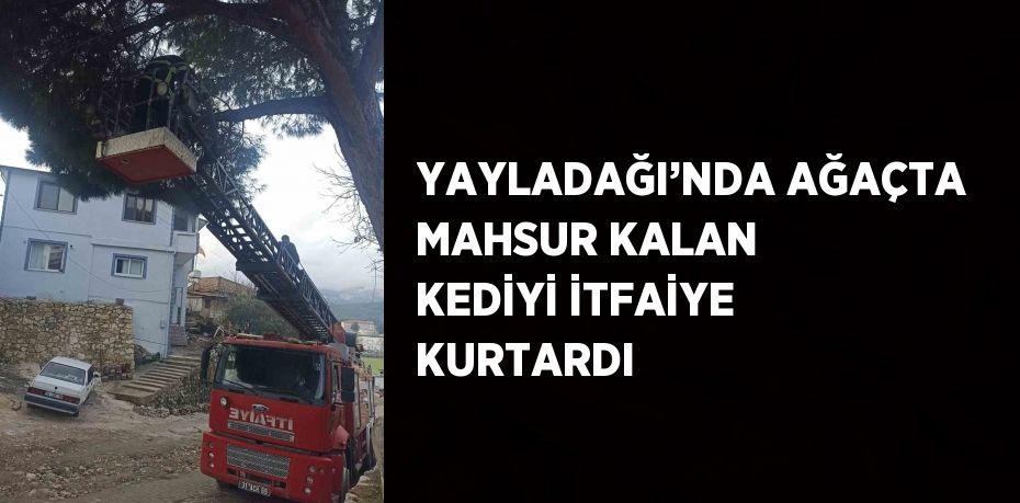 YAYLADAĞI’NDA AĞAÇTA MAHSUR KALAN KEDİYİ İTFAİYE KURTARDI