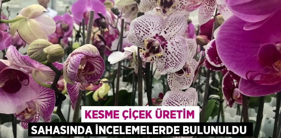 Kesme çiçek üretim sahasında incelemelerde bulunuldu