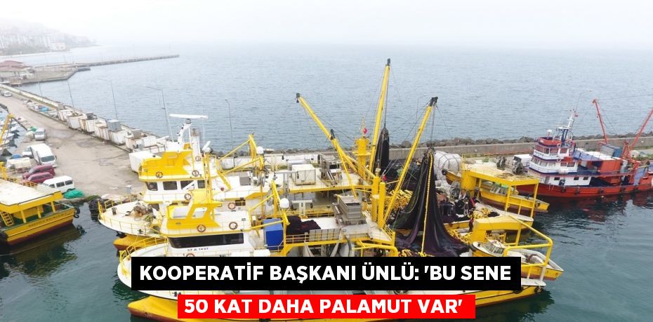 KOOPERATİF BAŞKANI ÜNLÜ: 'BU SENE 50 KAT DAHA PALAMUT VAR'