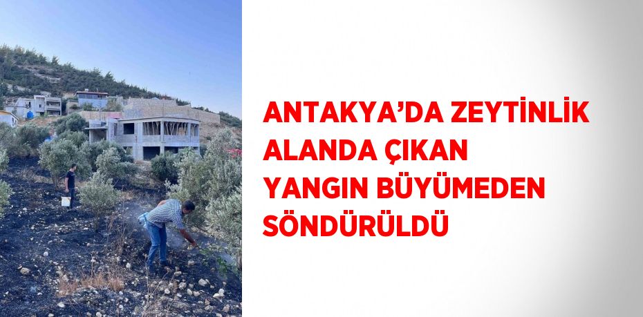 ANTAKYA’DA ZEYTİNLİK ALANDA ÇIKAN YANGIN BÜYÜMEDEN SÖNDÜRÜLDÜ