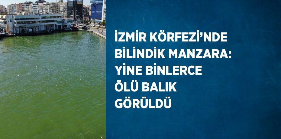 İZMİR KÖRFEZİ’NDE BİLİNDİK MANZARA: YİNE BİNLERCE ÖLÜ BALIK GÖRÜLDÜ