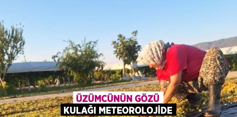 ÜZÜMCÜNÜN GÖZÜ KULAĞI METEOROLOJİDE