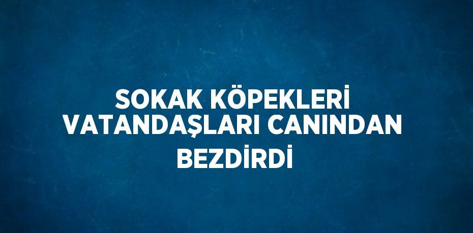 SOKAK KÖPEKLERİ VATANDAŞLARI CANINDAN BEZDİRDİ