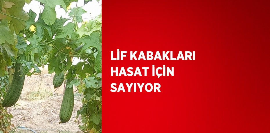 LİF KABAKLARI HASAT İÇİN SAYIYOR