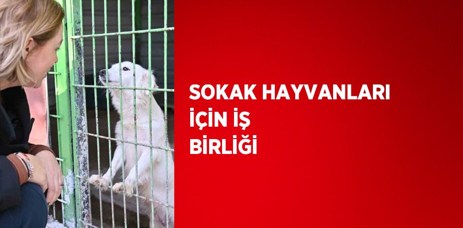 SOKAK HAYVANLARI İÇİN İŞ BİRLİĞİ