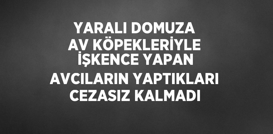 YARALI DOMUZA AV KÖPEKLERİYLE İŞKENCE YAPAN AVCILARIN YAPTIKLARI CEZASIZ KALMADI