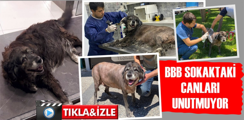 BBB SOKAKTAKİ CANLARI UNUTMUYOR