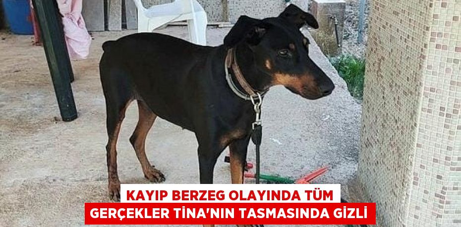 Kayıp Berzeg olayında tüm gerçekler Tina'nın tasmasında gizli