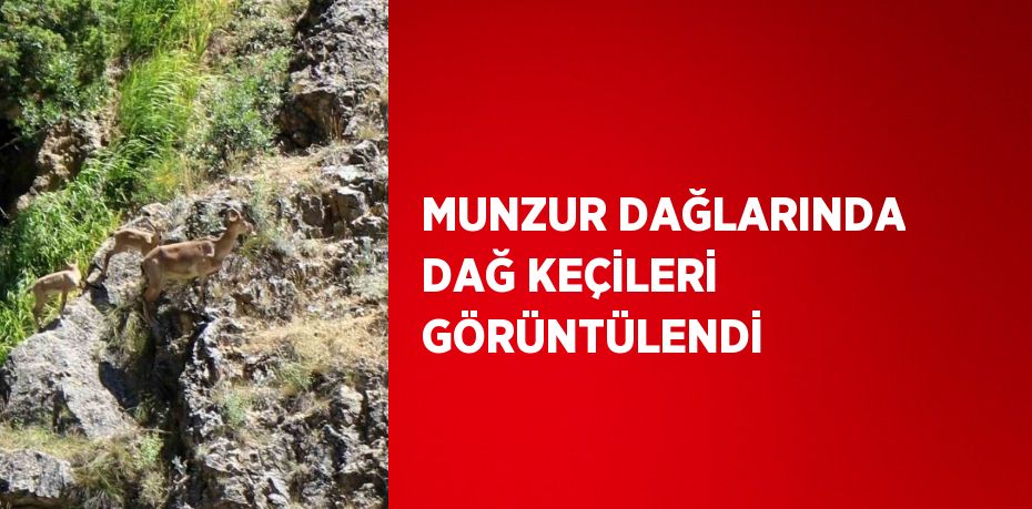 MUNZUR DAĞLARINDA DAĞ KEÇİLERİ GÖRÜNTÜLENDİ