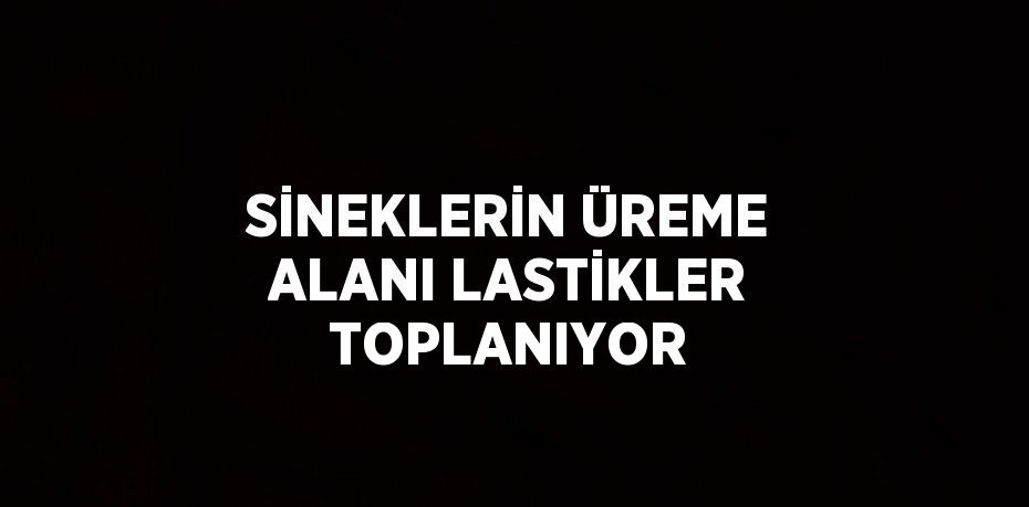 SİNEKLERİN ÜREME ALANI LASTİKLER TOPLANIYOR