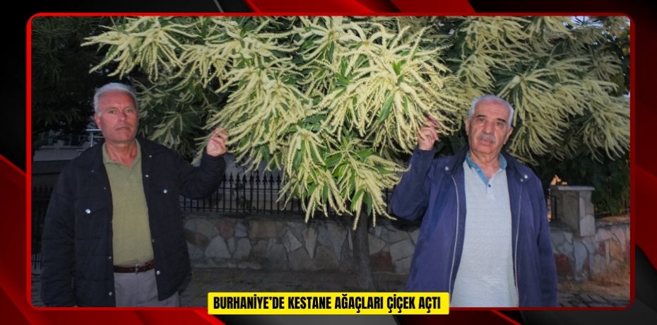 Burhaniye’de kestane ağaçları çiçek açtı