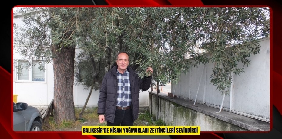 Balıkesir'de nisan yağmurları zeytincileri sevindirdi