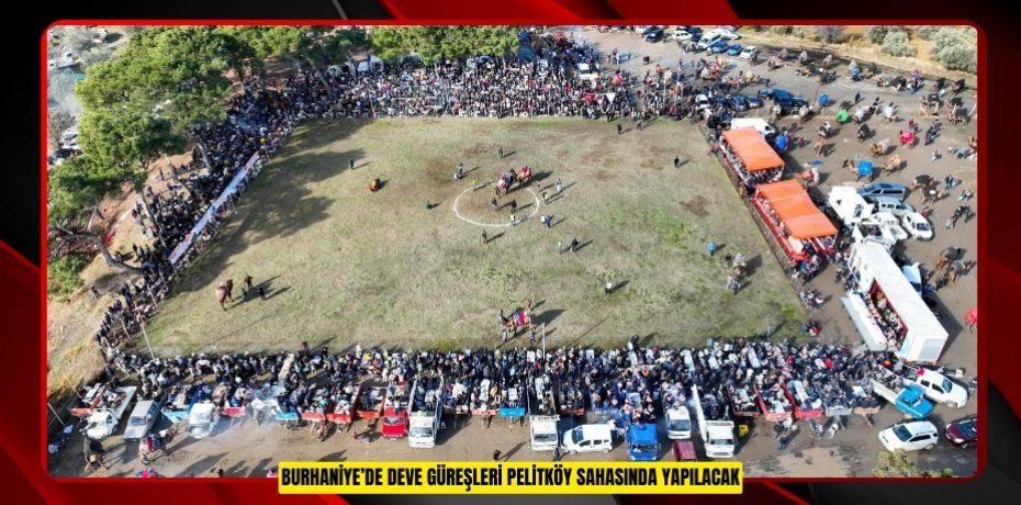Burhaniye’de deve güreşleri Pelitköy sahasında yapılacak