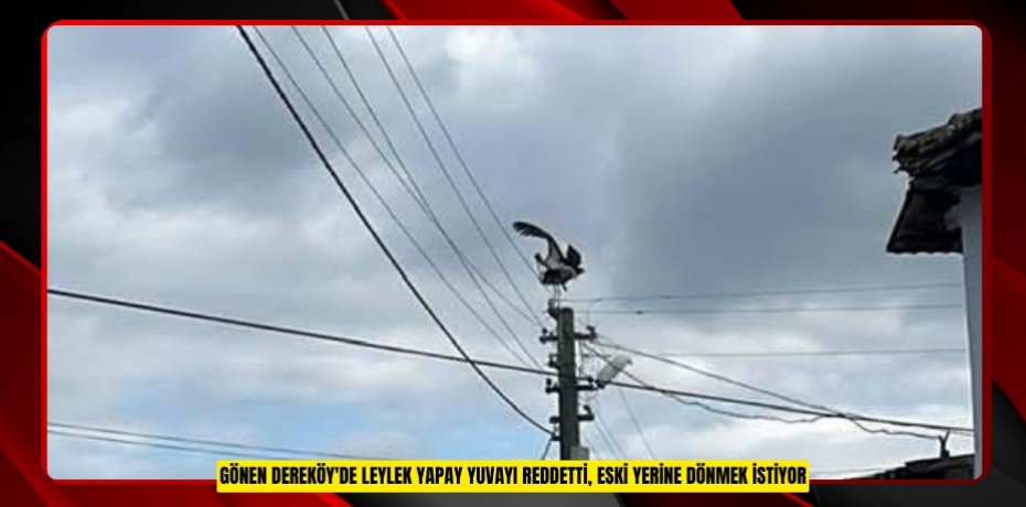 Gönen Dereköy'de leylek yapay yuvayı reddetti, eski yerine dönmek istiyor