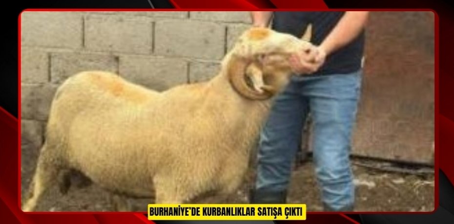 Burhaniye’de kurbanlıklar satışa çıktı